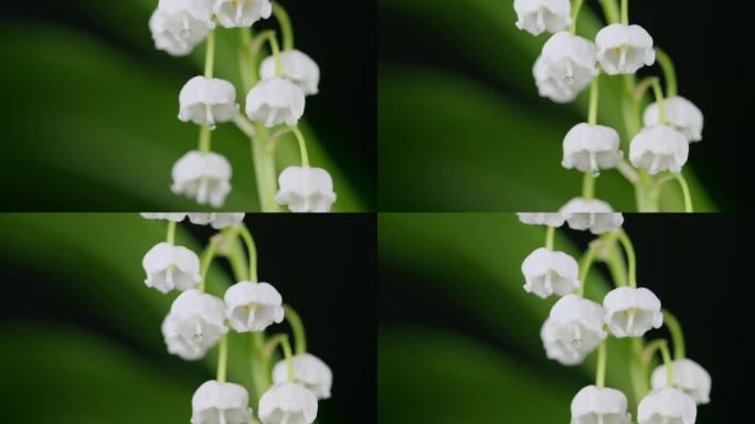 Convallaria majalis。白百合的山谷花朵和年轻的绿叶。向上倾斜。