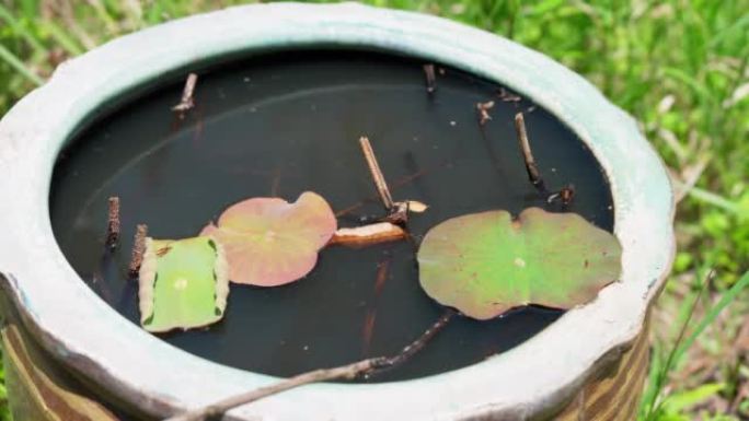 雨水收集在室外罐子里