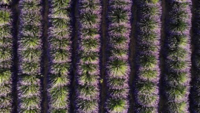 法国普罗旺斯的薰衣草田。鸟瞰图