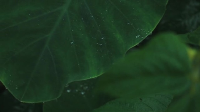 在芋头叶子上聚集的雨滴的特写镜头-水滴落在芋头叶子上