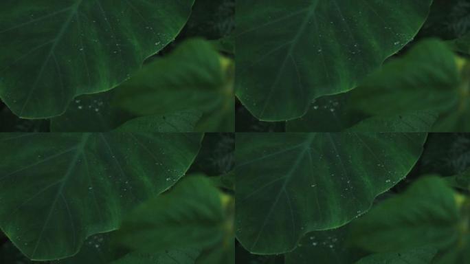 在芋头叶子上聚集的雨滴的特写镜头-水滴落在芋头叶子上