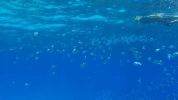 潜水设备中的女人在水面上游泳，看着大型热带鱼群。雌性浮潜者在水下游泳，看着附近漂浮的热带鱼。(4K-