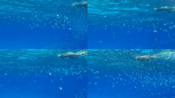 潜水设备中的女人在水面上游泳，看着大型热带鱼群。雌性浮潜者在水下游泳，看着附近漂浮的热带鱼。(4K-