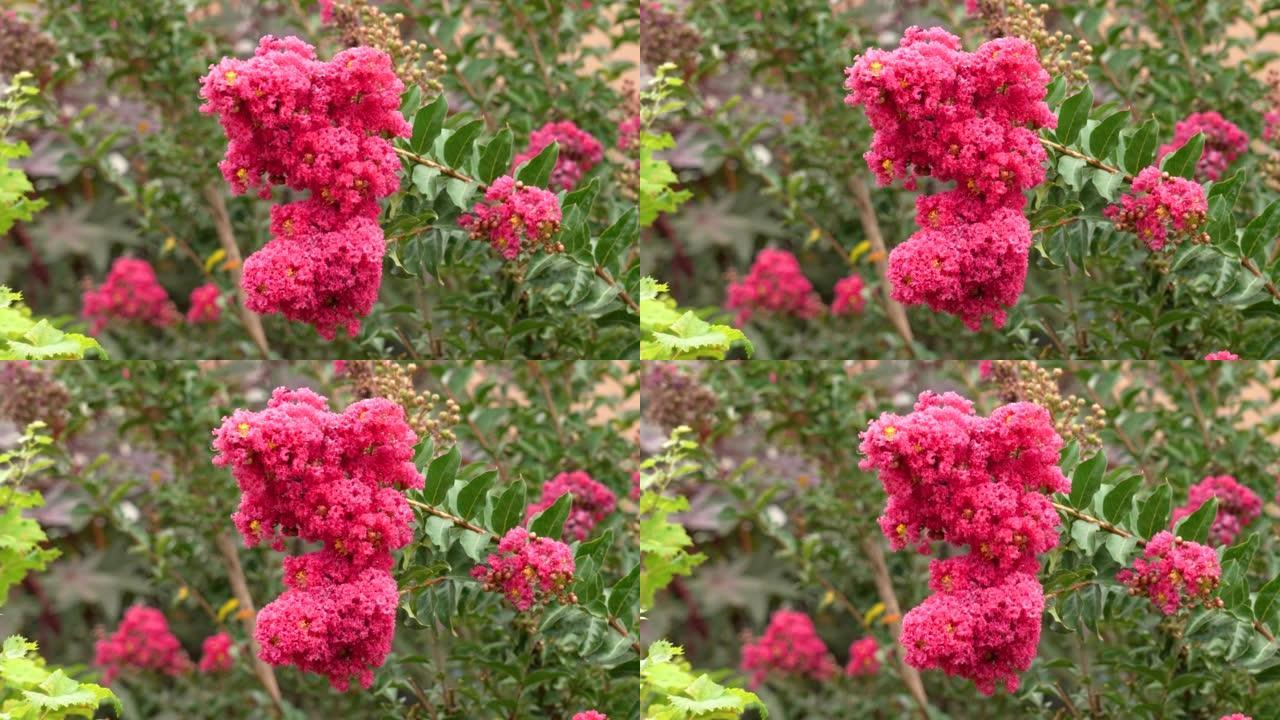 花园中绿色树叶背景上美丽的桃金娘的粉红色花朵。红红紫薇