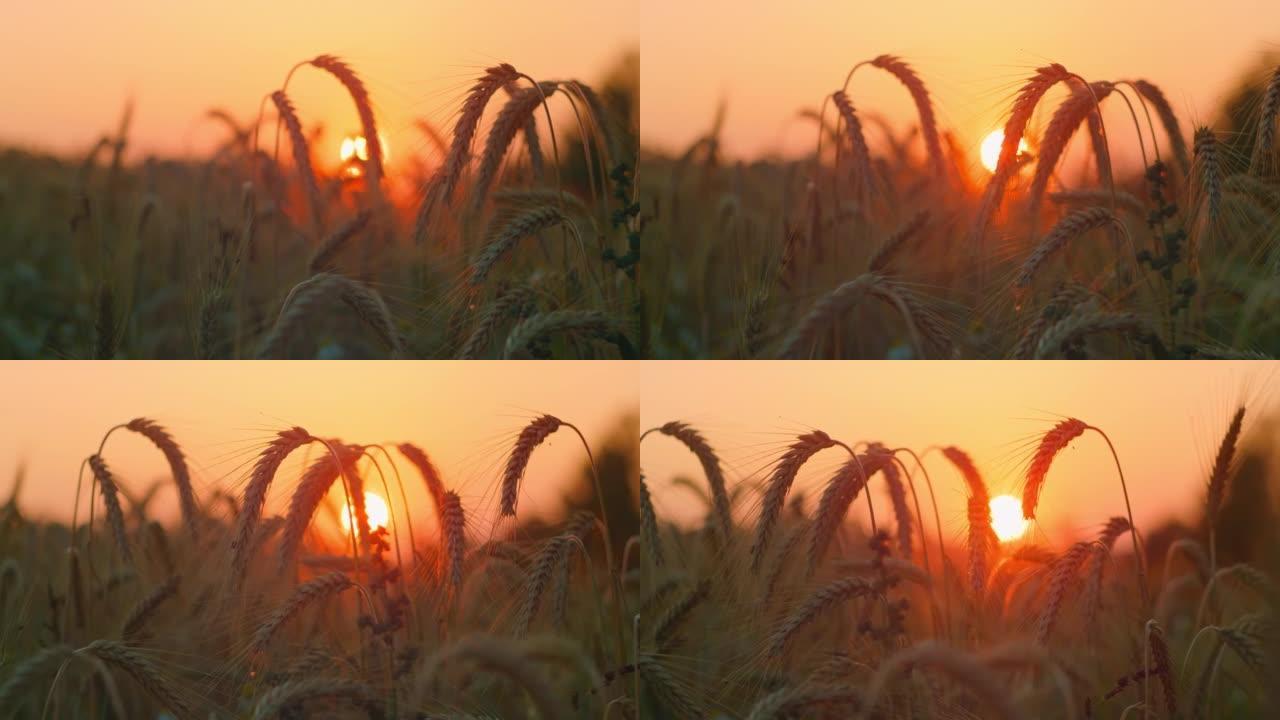 麦穗上惊人的粉红色日落。宏观。夏季收获。农村工业农村场景。肥沃的土壤，准备在慕尼黑2022啤酒节，作