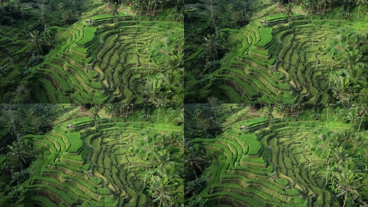 山坡上美丽的水稻梯田，弧形运动，空中拍摄