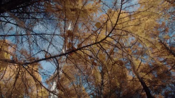 秋季公园的落叶松。黄色落叶松树。落叶松树背景下的落叶松树枝。秋天的森林和秋天的心情