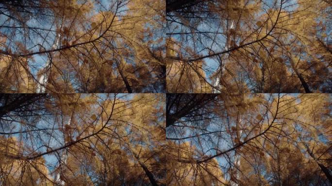 秋季公园的落叶松。黄色落叶松树。落叶松树背景下的落叶松树枝。秋天的森林和秋天的心情