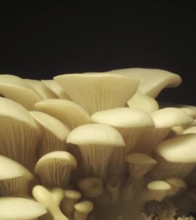 生长牡蛎蘑菇从土壤垂直视频延时4k镜头。