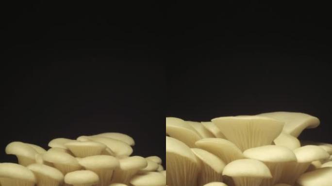 生长牡蛎蘑菇从土壤垂直视频延时4k镜头。