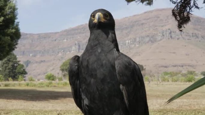 A perched African Black Eagle against a backdrop o