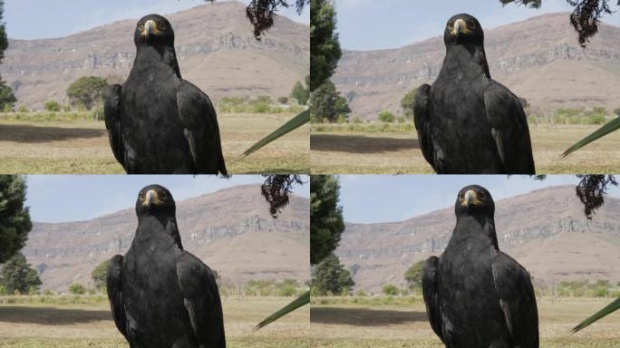 A perched African Black Eagle against a backdrop o