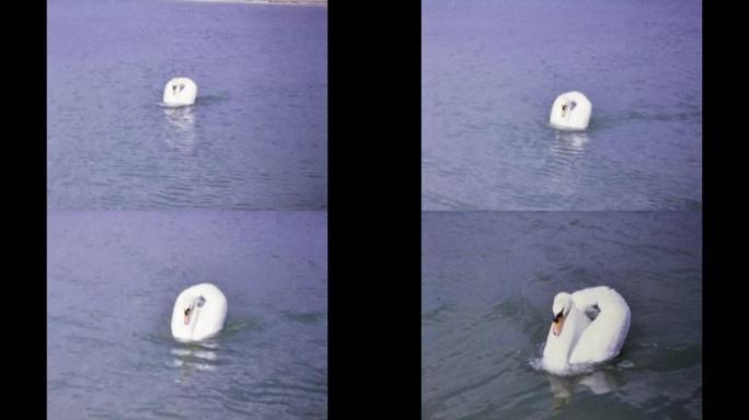 奥地利1971，天鹅在水中游泳