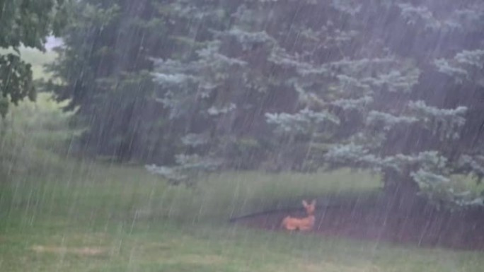 大雨中的塑料鹿