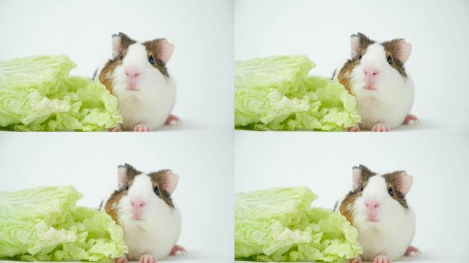 白色背景上的有趣的豚鼠和北京白菜。啮齿动物的蔬菜。