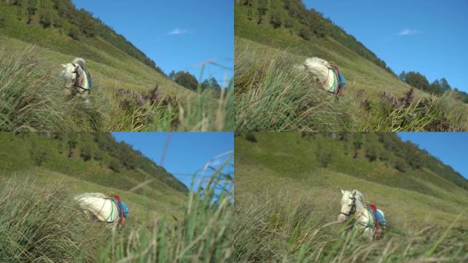 Horse on savanna field at Bromo Tengger Semeru Nat