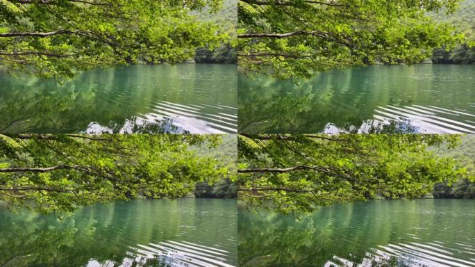 绿叶的树枝在湖水中反射，小雨被森林包围