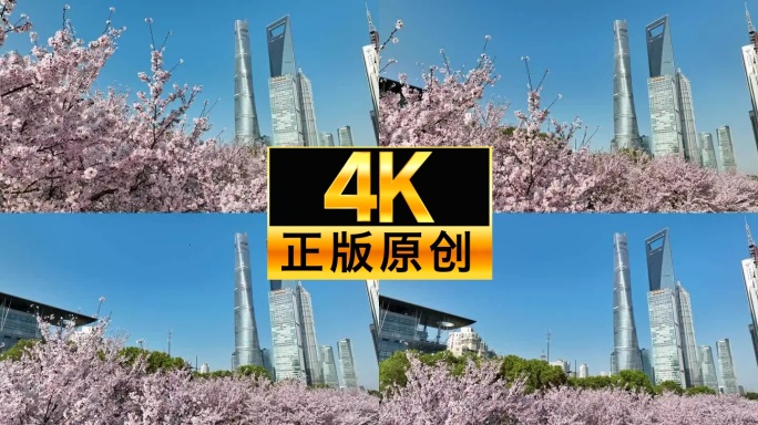 上海春天 陆家嘴樱花 上海樱花 城市花园