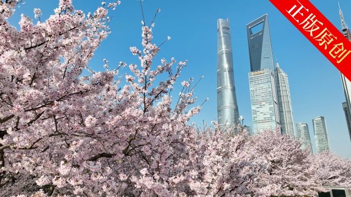 上海春天 陆家嘴樱花 上海樱花 城市花园