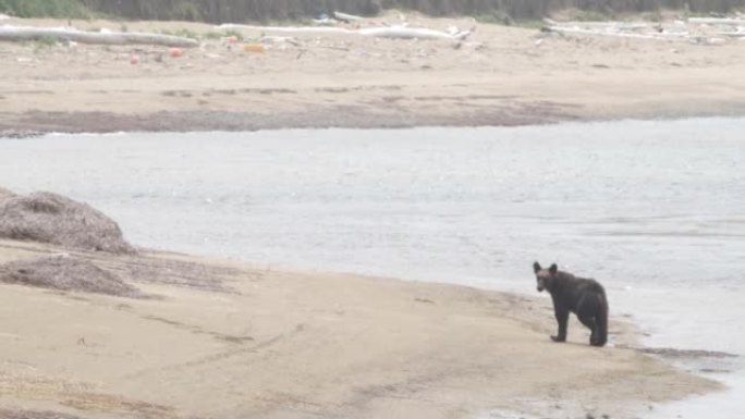 年轻的熊沿着海滩奔跑。库纳希尔岛
