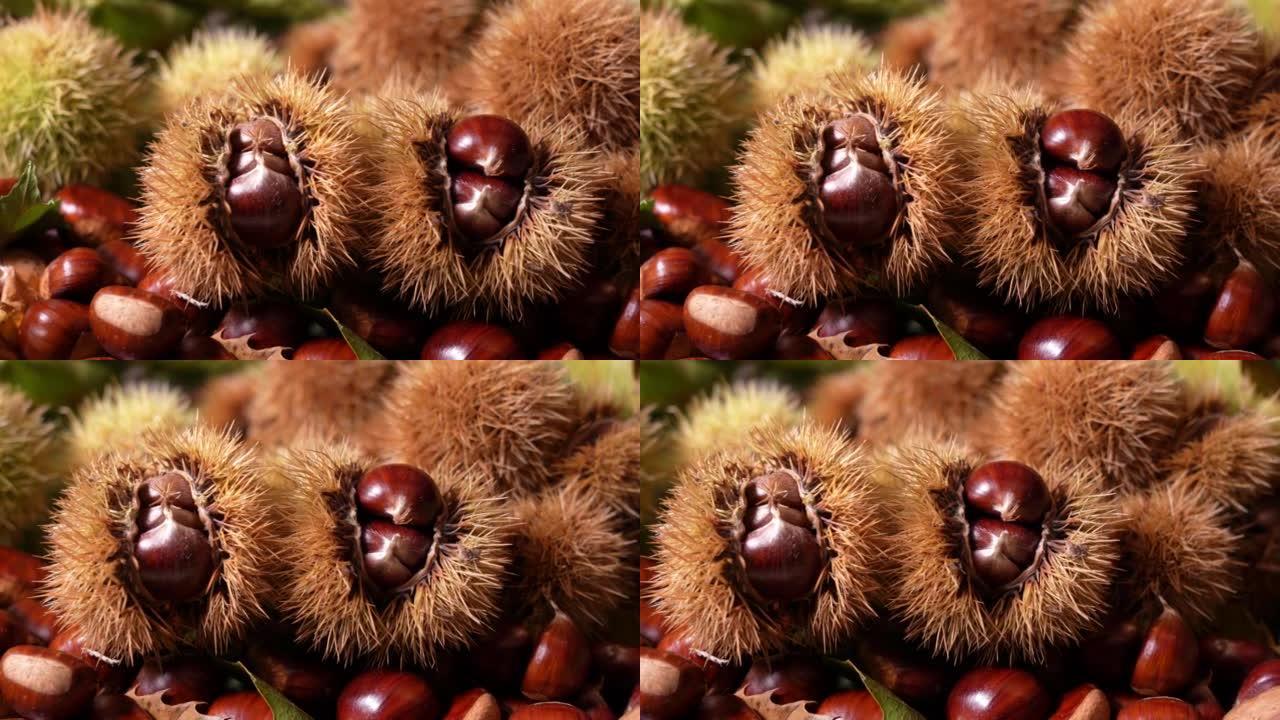 Autumn composition of chestnuts, hedgehogs and che