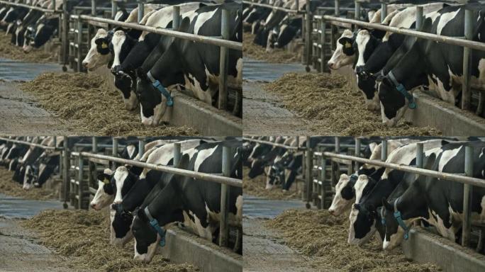 整齐的牛头从谷仓里出来的牛在牲畜农场吃干草