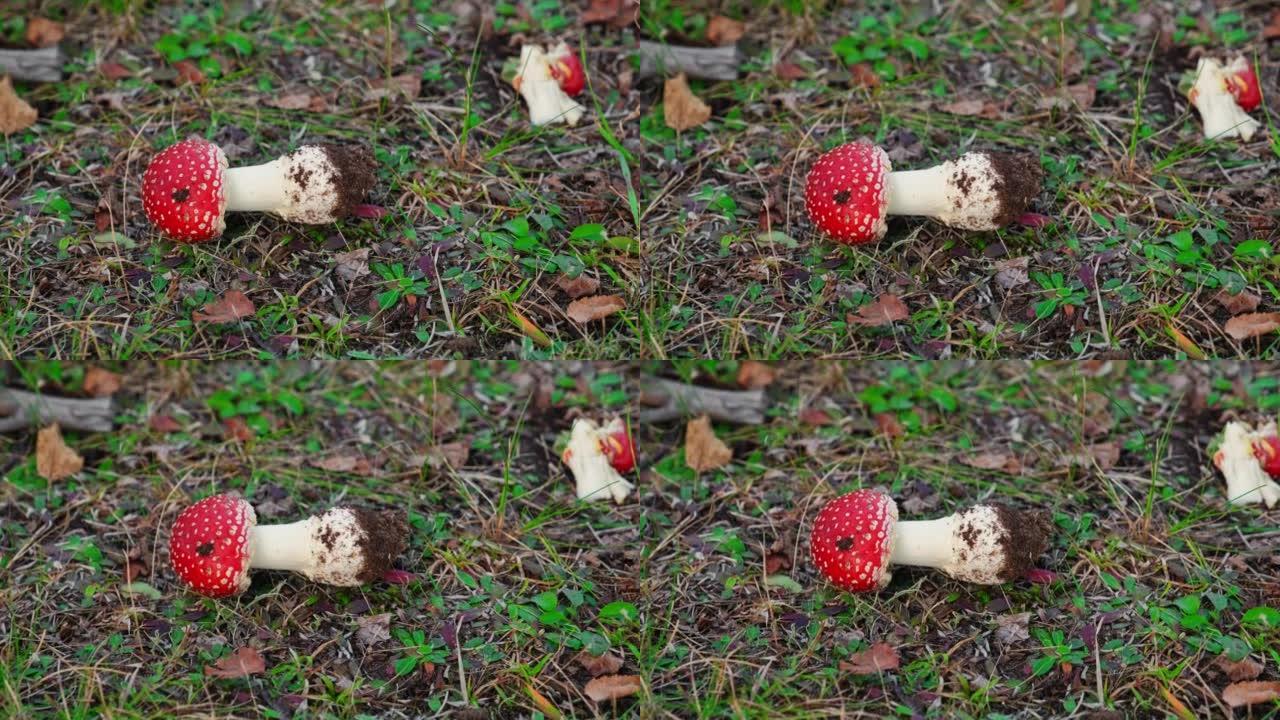 从地面菌丝体上撕下的带有红色帽子和白色疣的蝇伞毒蕈菌