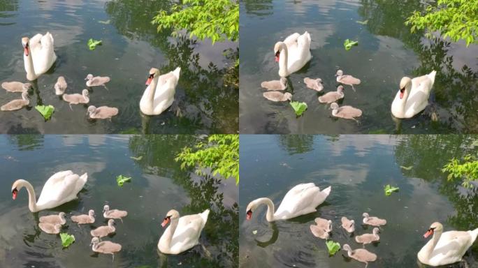 两只白天鹅和六只小鸡在城市池塘里游泳。有白色父母的灰色幼崽漂浮在河里。夏天，天鹅家族在湖上游泳。成年
