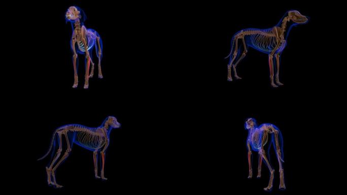尺骨伸肌犬肌肉解剖医学概念3D动画