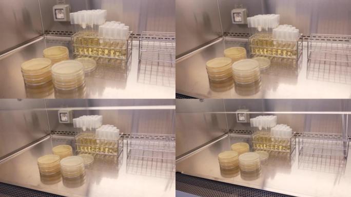 在实验室中检查抗生素的培养皿的特写镜头。