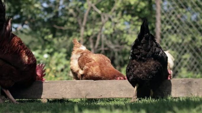 农村驯养的鸡从外面的马头吃。农业。院子里的鸡