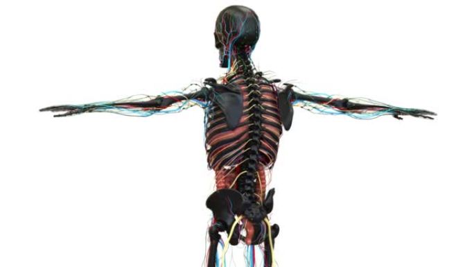 人体内脏解剖动画概念