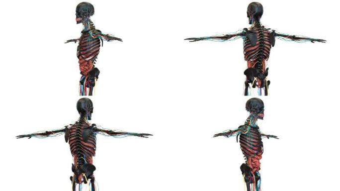 人体内脏解剖动画概念