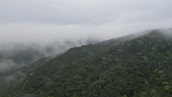 天然氧吧   云海遨游