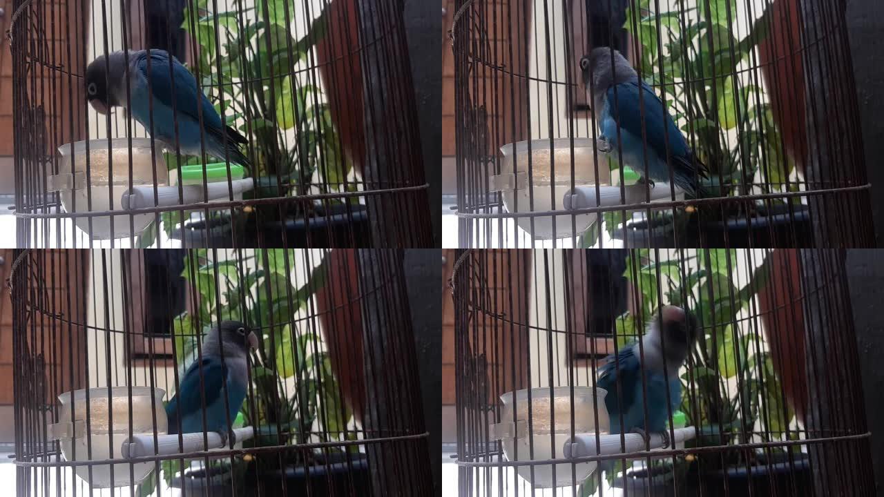 蓝色的爱情鸟渴望在黑色的笼子里