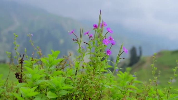 山中微风轻拂的野花