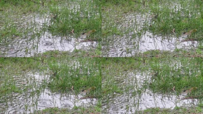 草地上的雨水坑