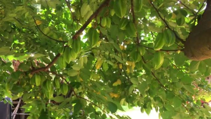 新鲜的绿色未成熟杨桃，也称为挂在树上的星星果实。印度，奥里萨邦