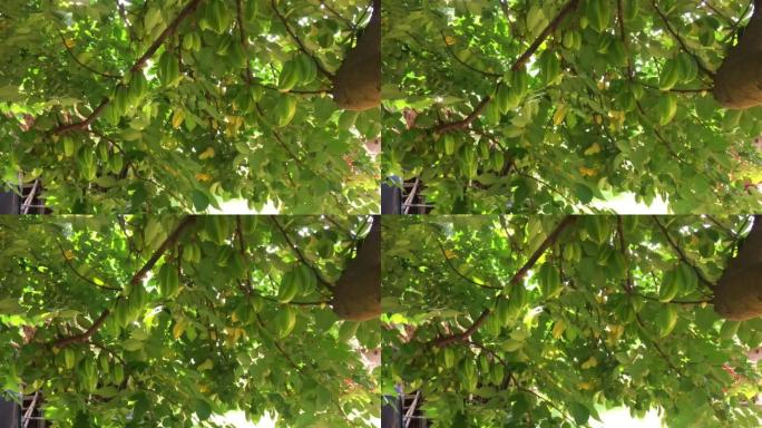 新鲜的绿色未成熟杨桃，也称为挂在树上的星星果实。印度，奥里萨邦