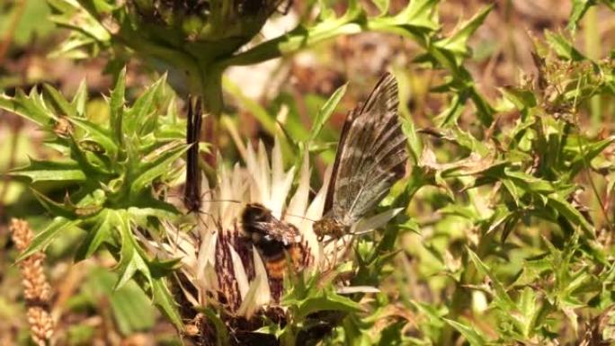 银洗的贝母 (Argynnis paphia) 在花上寻找花蜜