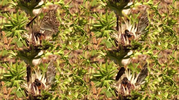 银洗的贝母 (Argynnis paphia) 在花上寻找花蜜