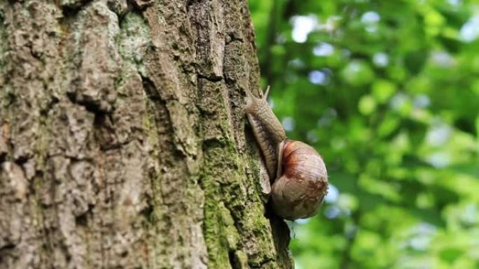蜗牛沿着树干爬行，选择性聚焦