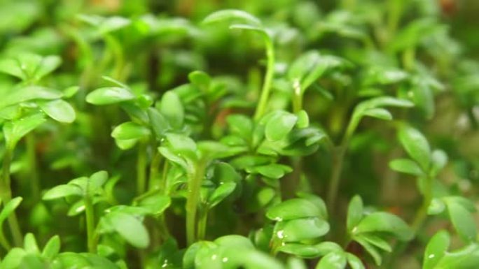 白色背景上的微绿芽。绿色水芹沙拉植物，特写宏观。健康饮食理念。微绿生长。极微视图旋转植物。健康和成长