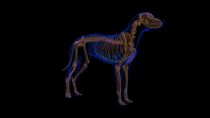 尾骨肌狗肌肉解剖医学概念3D动画