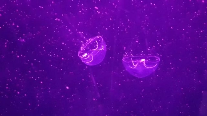 Amakusa水母漂浮在海底。