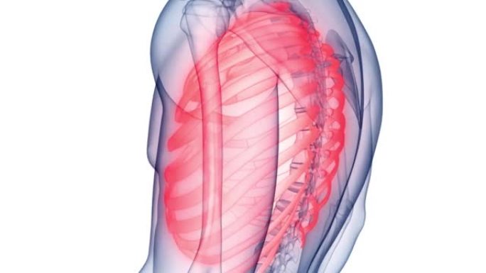 人体骨骼系统肋骨笼骨关节解剖动画概念