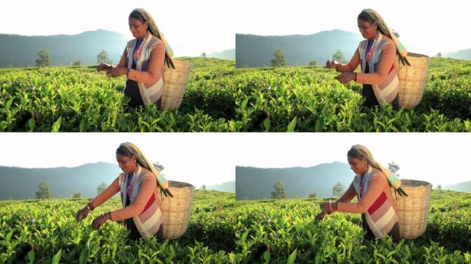泰米尔妇女在锡兰种植园采摘茶叶