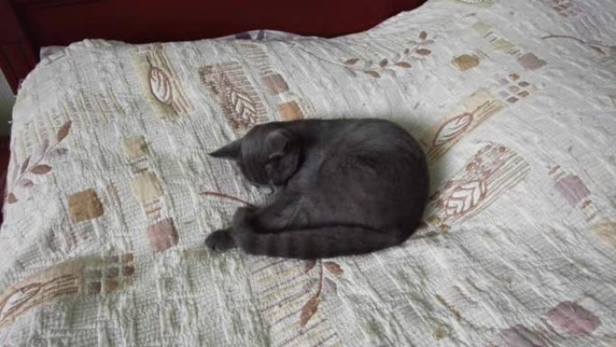 一只灰猫蜷缩在床罩上睡觉