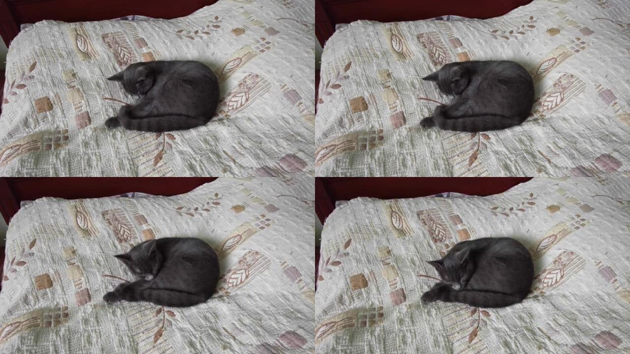 一只灰猫蜷缩在床罩上睡觉