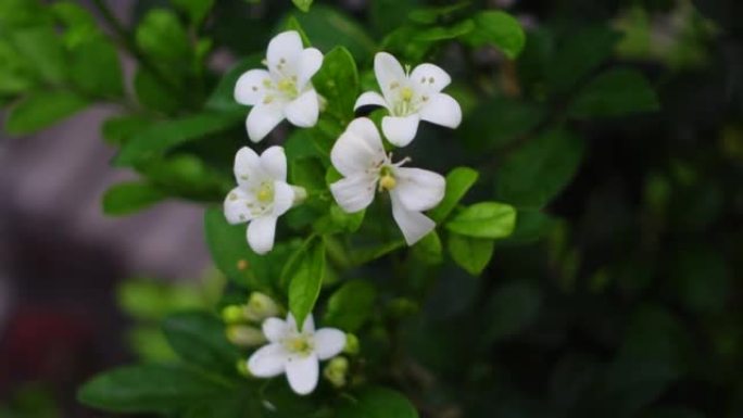 芬芳的橙色茉莉花(卡米尼)白色的花在绿树上。潮湿的白色Madhu Kamini花在雨季的特写。4k视